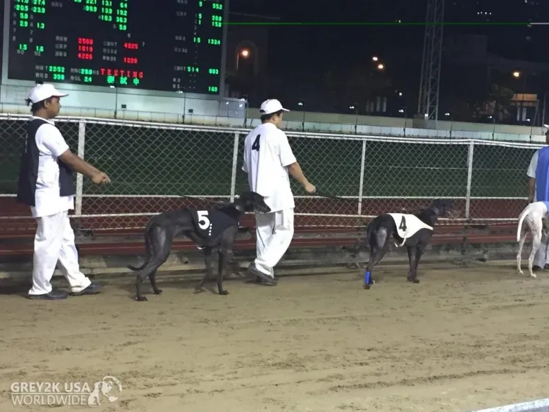 WALKING INJURED DOGS TO RACE AT THE CANDROME 1024x768
