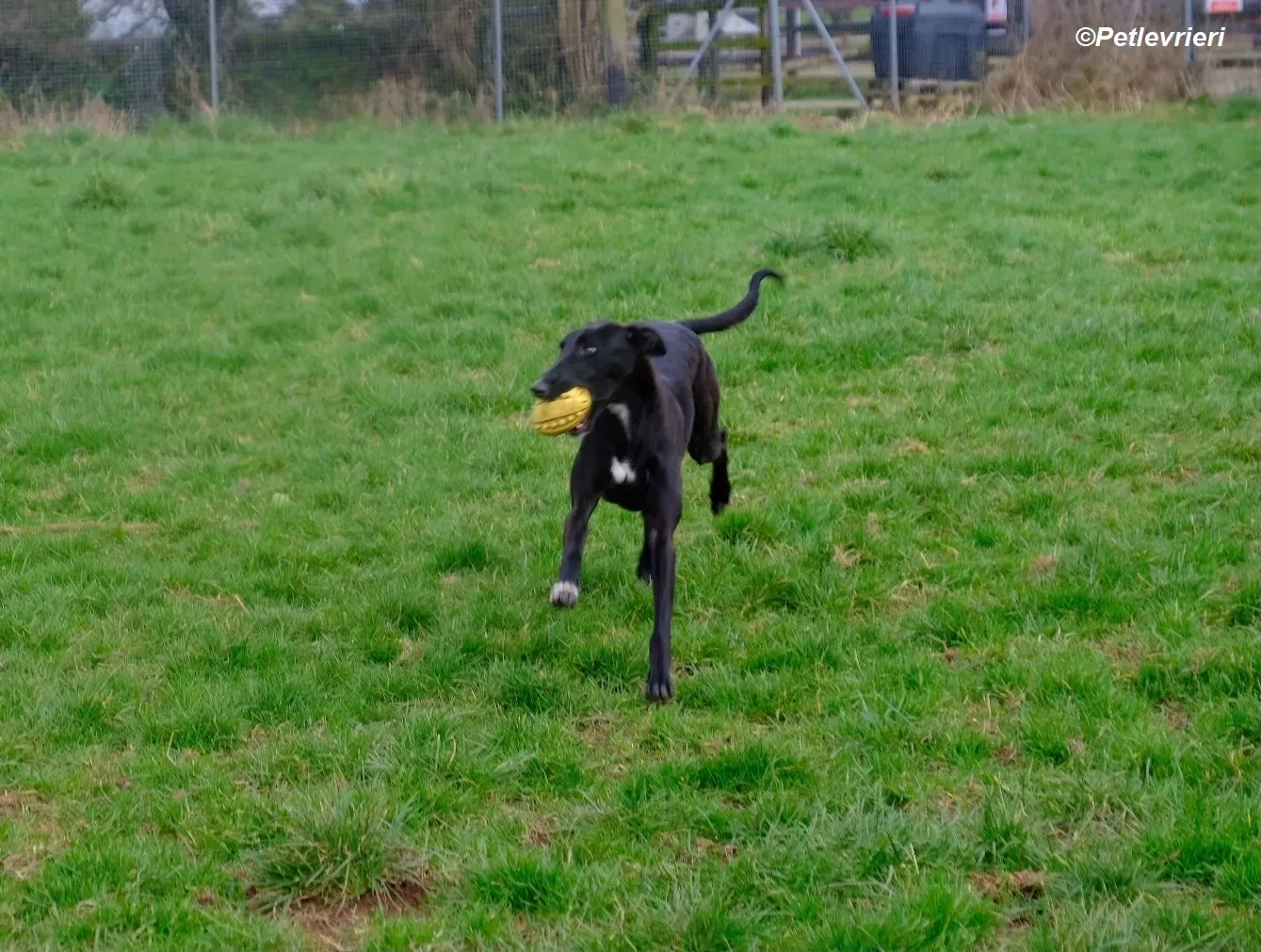 Wallis adozione levrieri greyhound 1