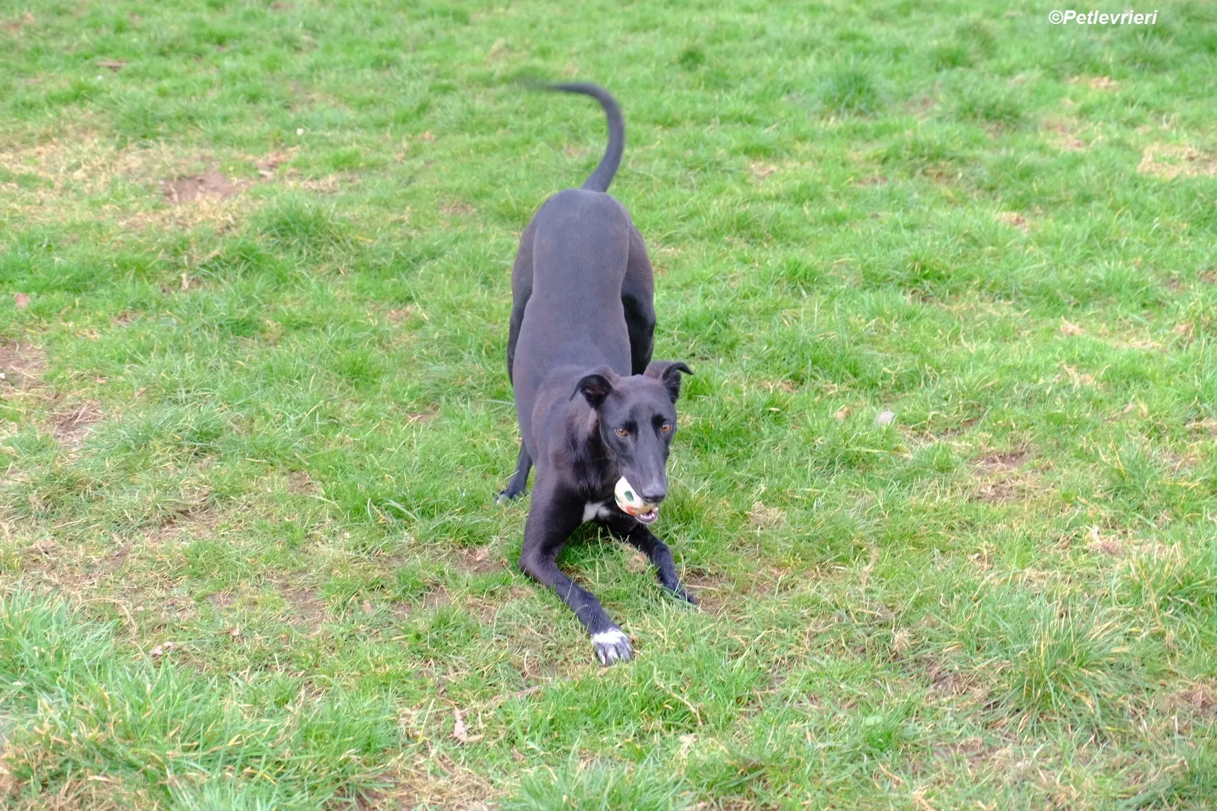 Wallis adozione levrieri greyhound 10