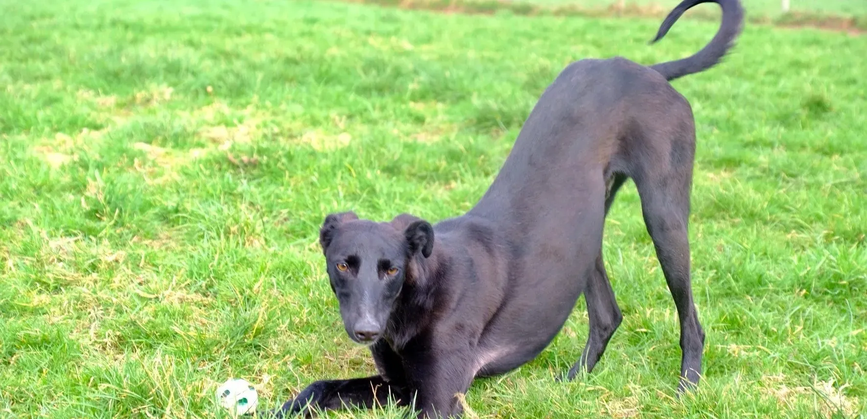 Wallis adozione levrieri greyhound 12 e1677079385594