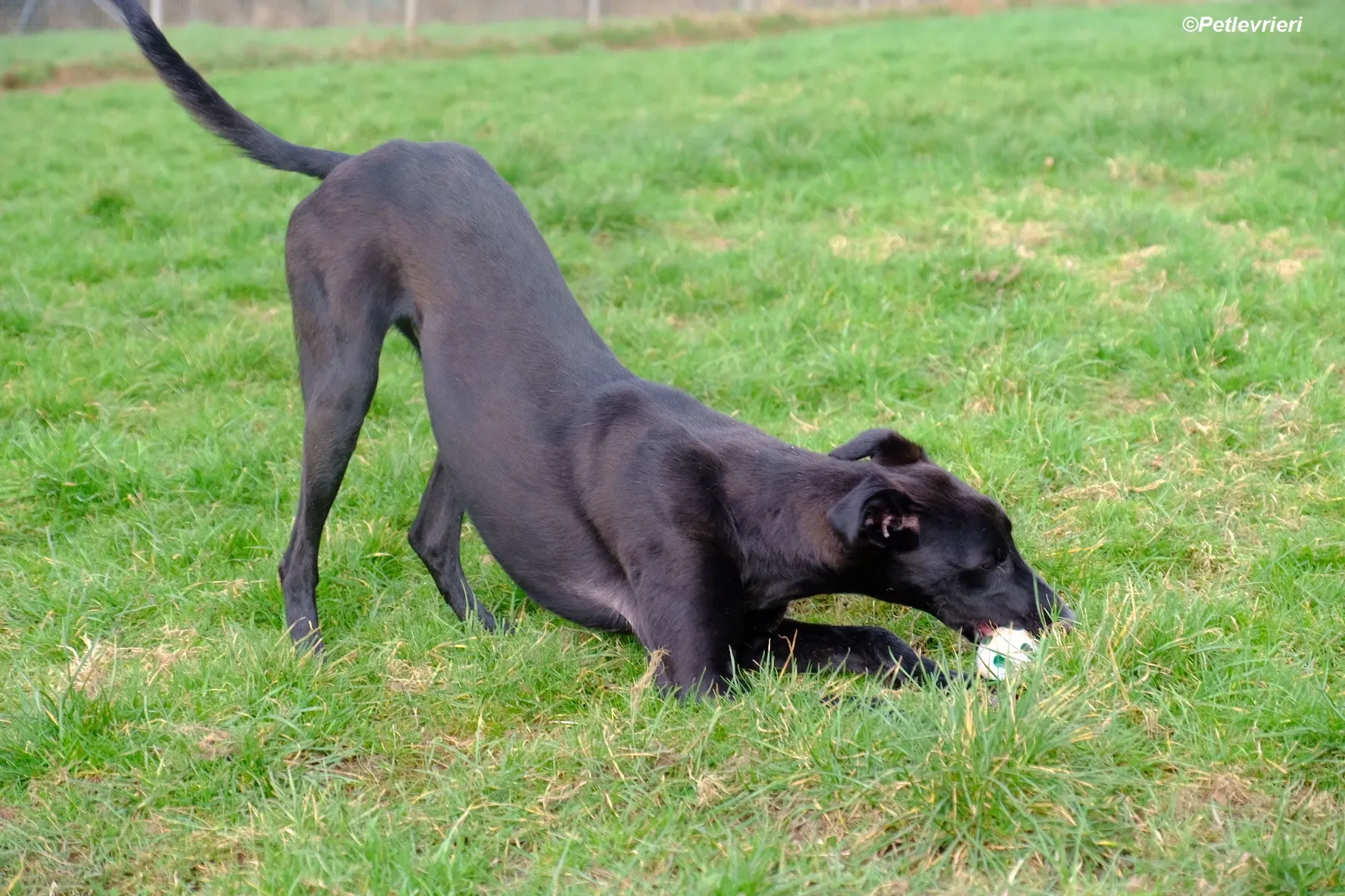 Wallis adozione levrieri greyhound 13