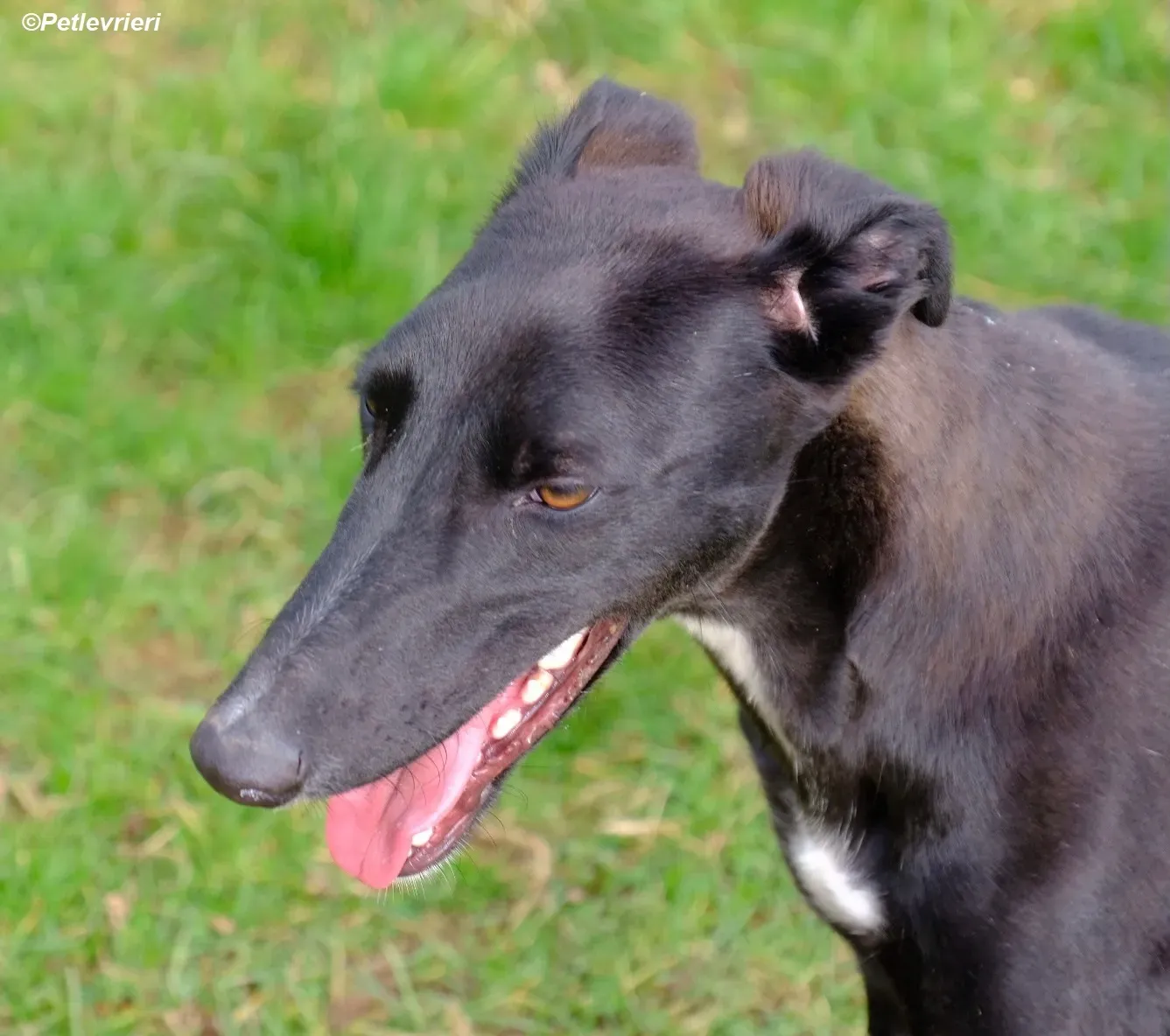 Wallis adozione levrieri greyhound 14