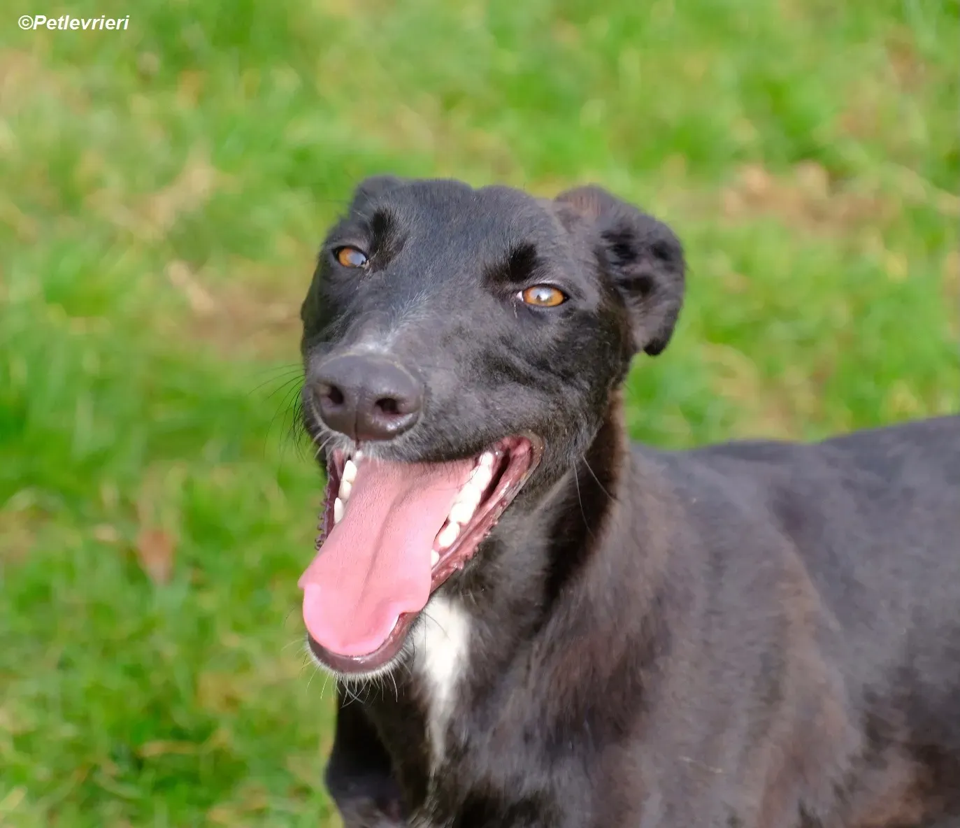 Wallis adozione levrieri greyhound 17