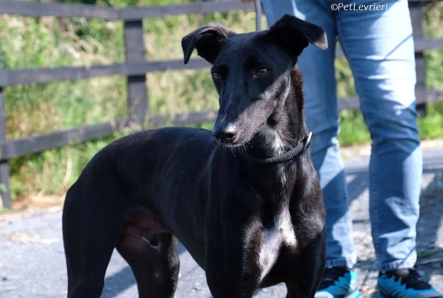 Wallis adozione levrieri greyhound 18