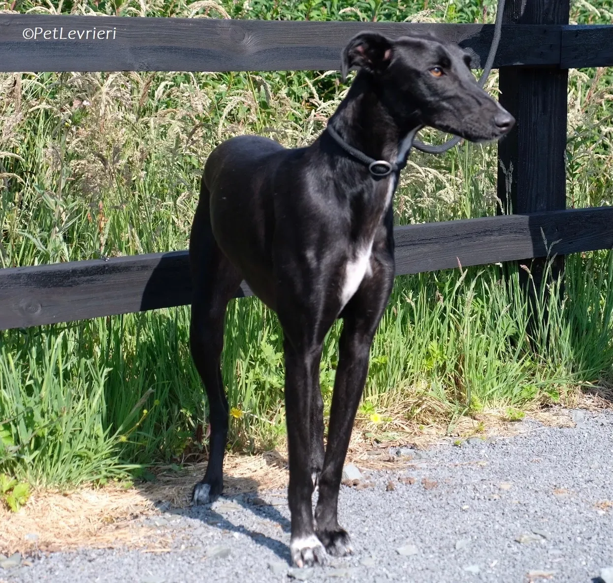 Wallis adozione levrieri greyhound 19