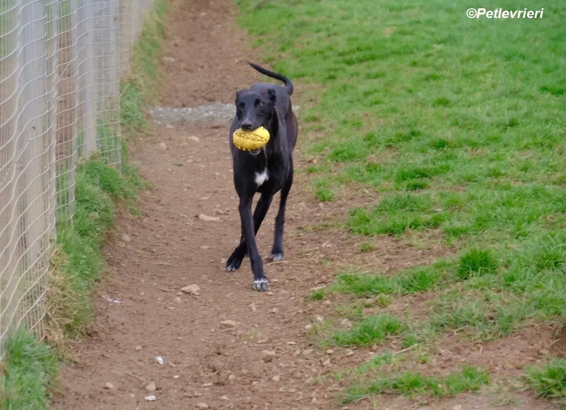 Wallis adozione levrieri greyhound 2