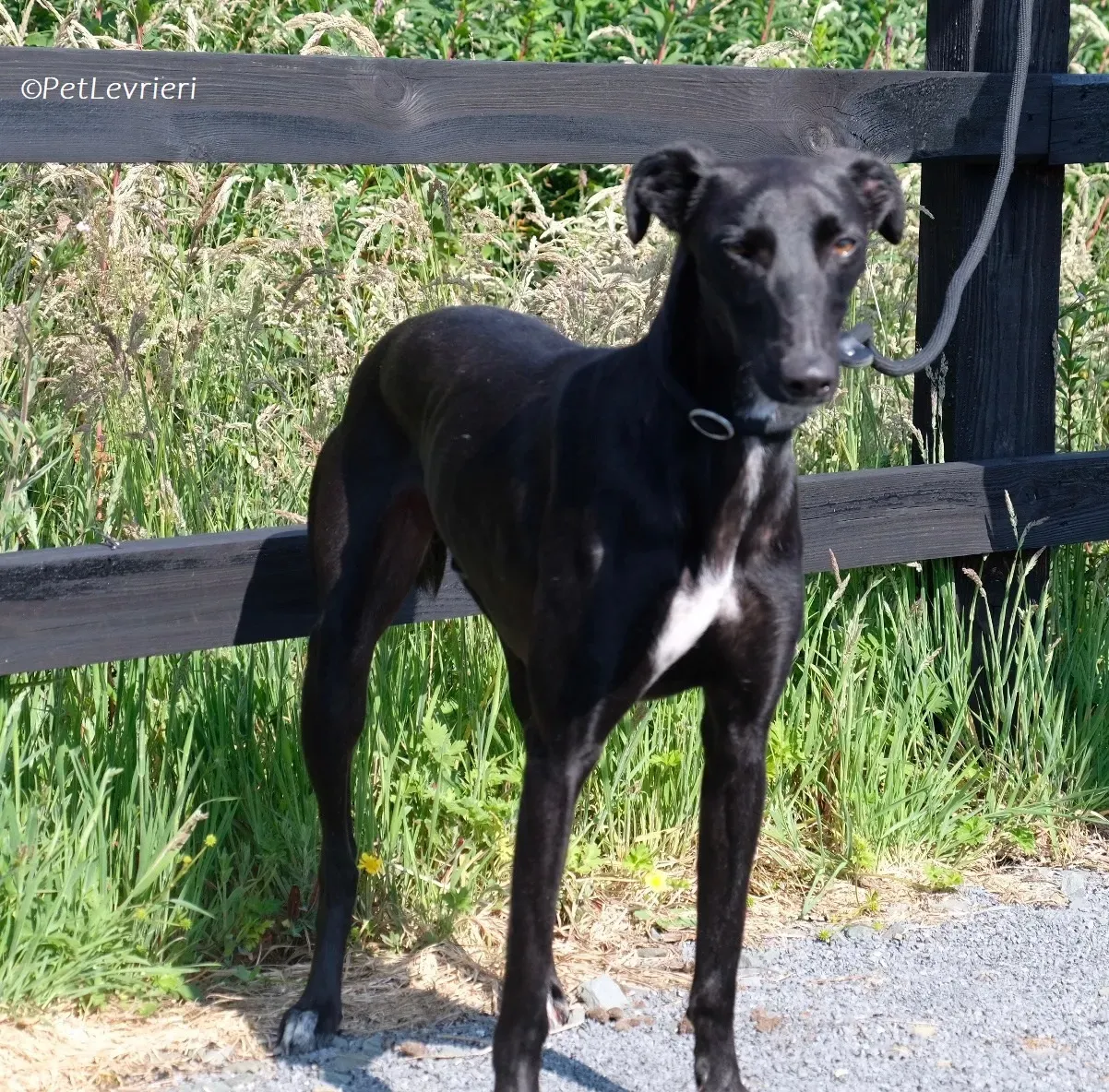 Wallis adozione levrieri greyhound 20