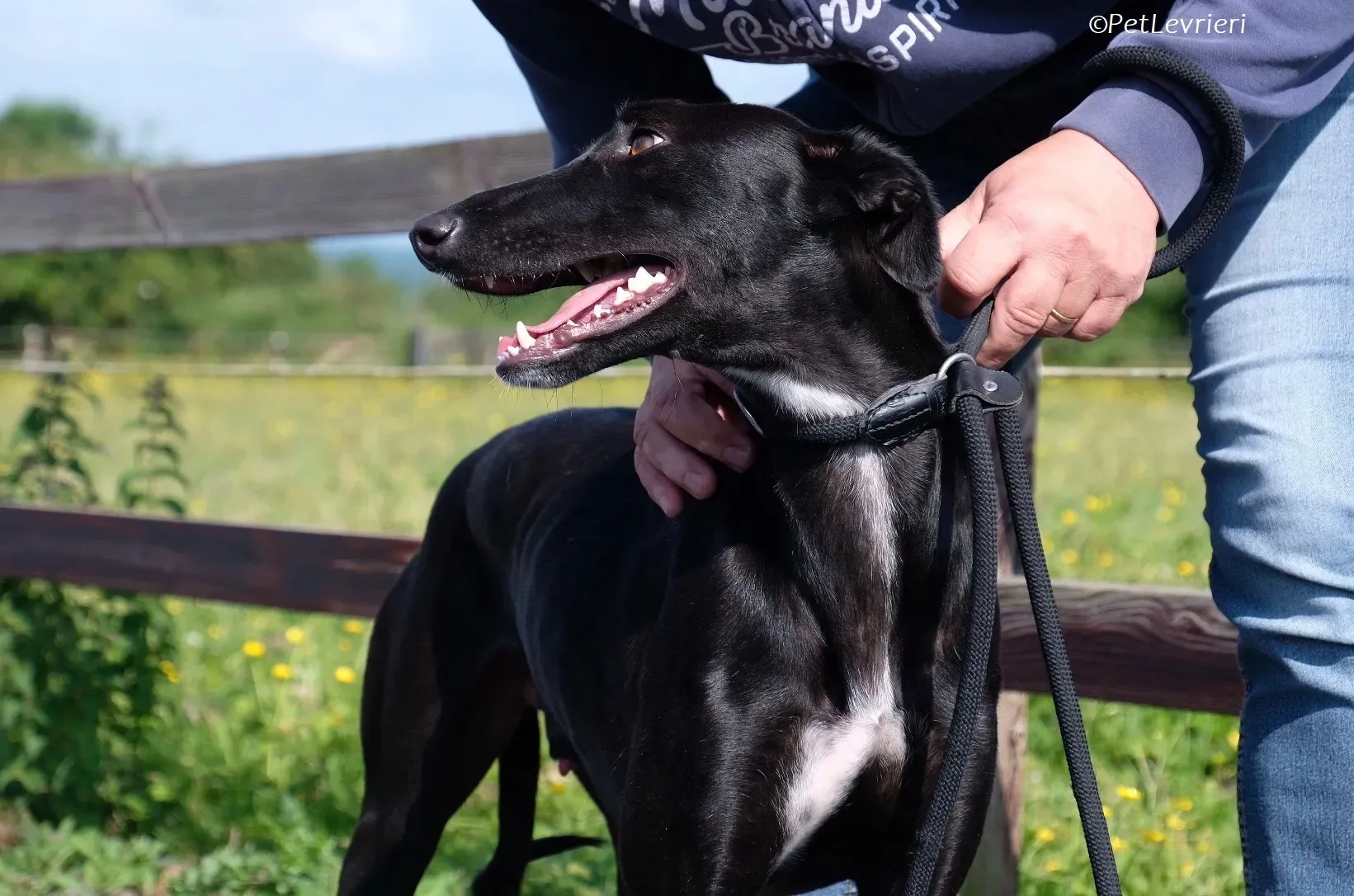 Wallis adozione levrieri greyhound 21