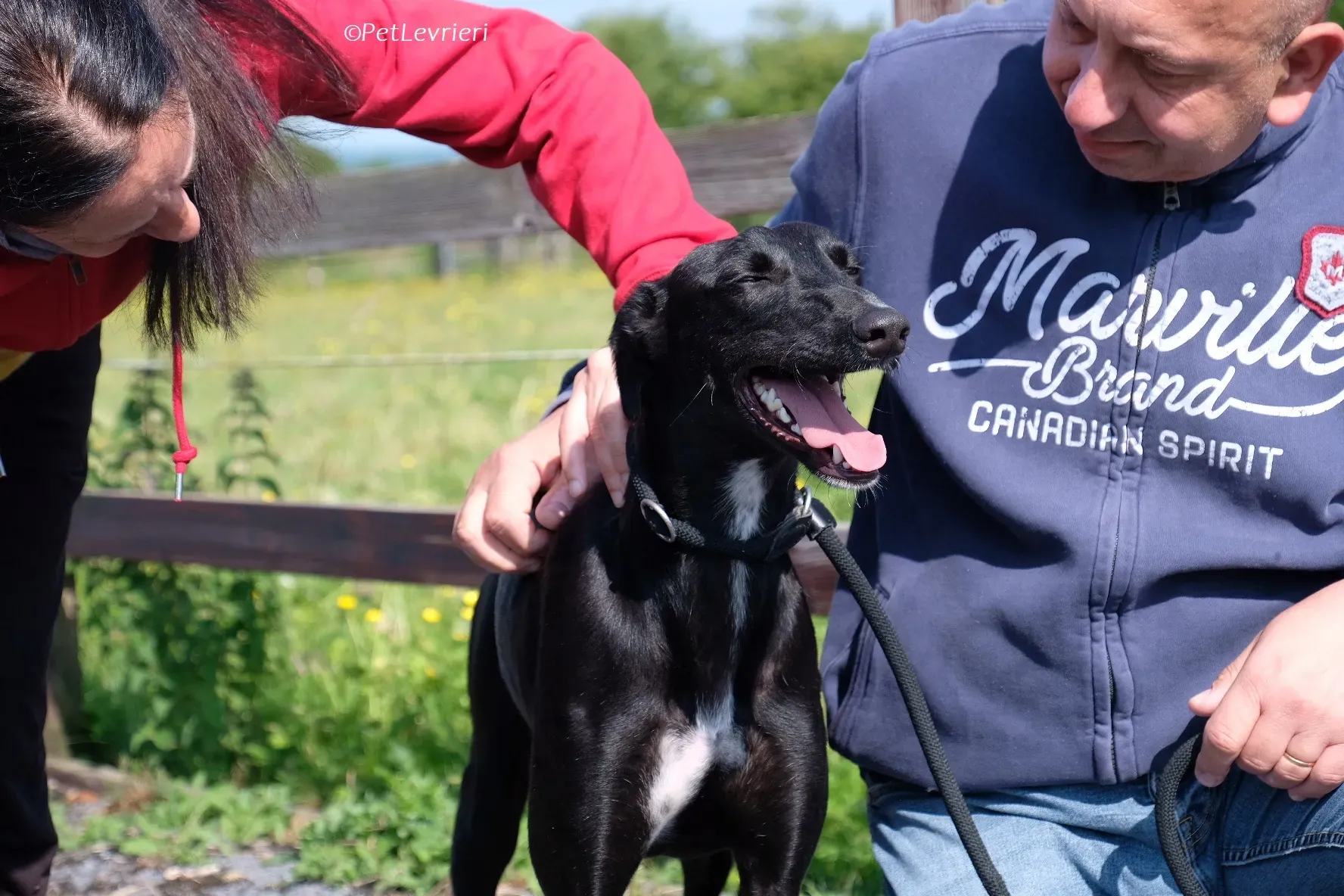 Wallis adozione levrieri greyhound 22