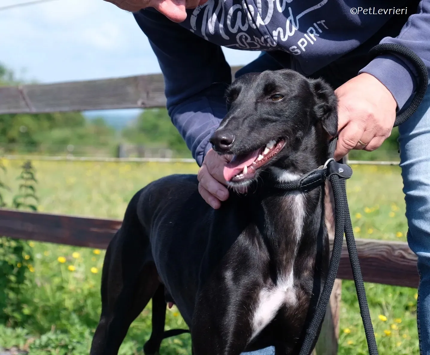 Wallis adozione levrieri greyhound 23