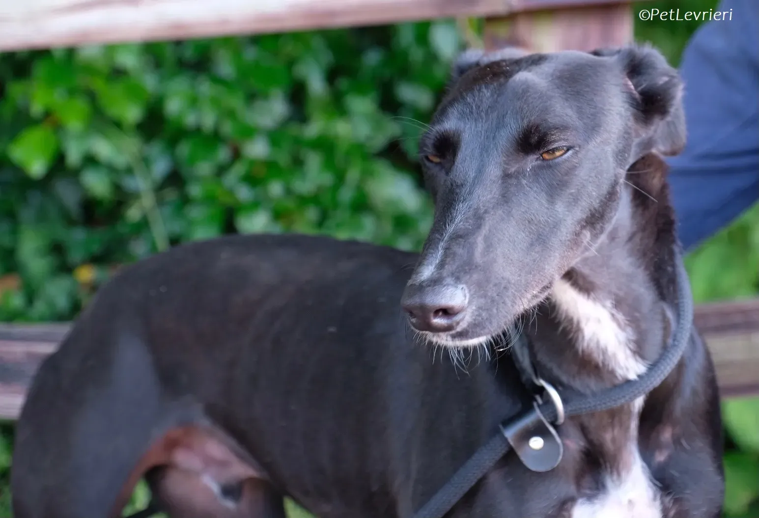 Wallis adozione levrieri greyhound 24