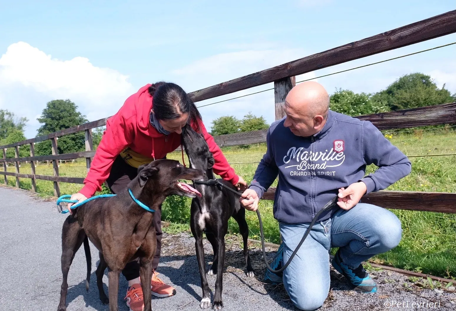 Wallis adozione levrieri greyhound 25