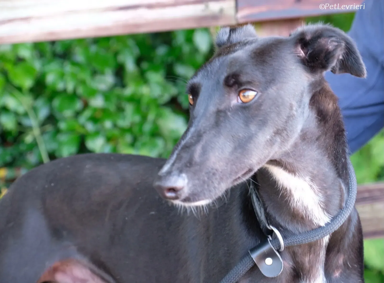 Wallis adozione levrieri greyhound 26