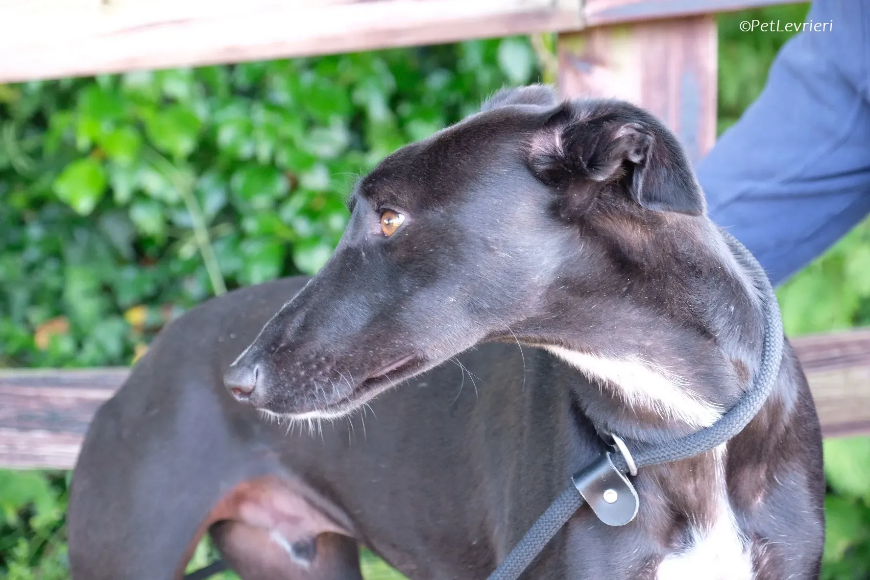 Wallis adozione levrieri greyhound 27