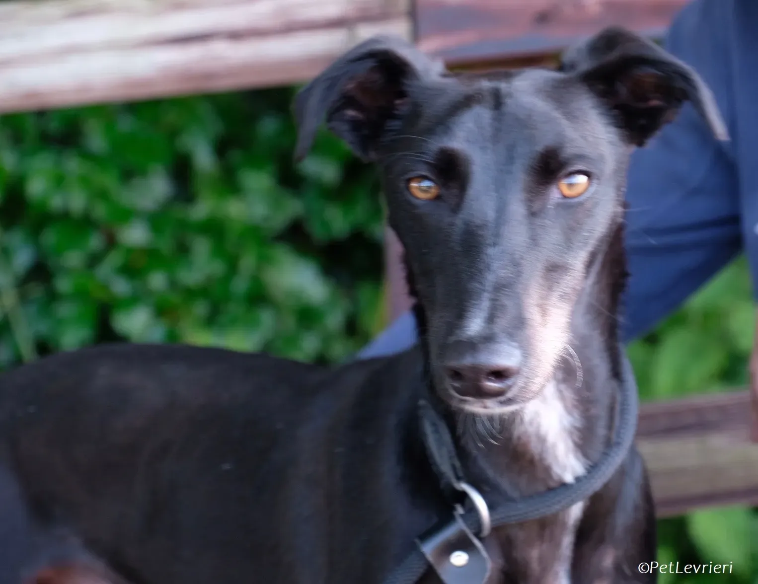 Wallis adozione levrieri greyhound 28