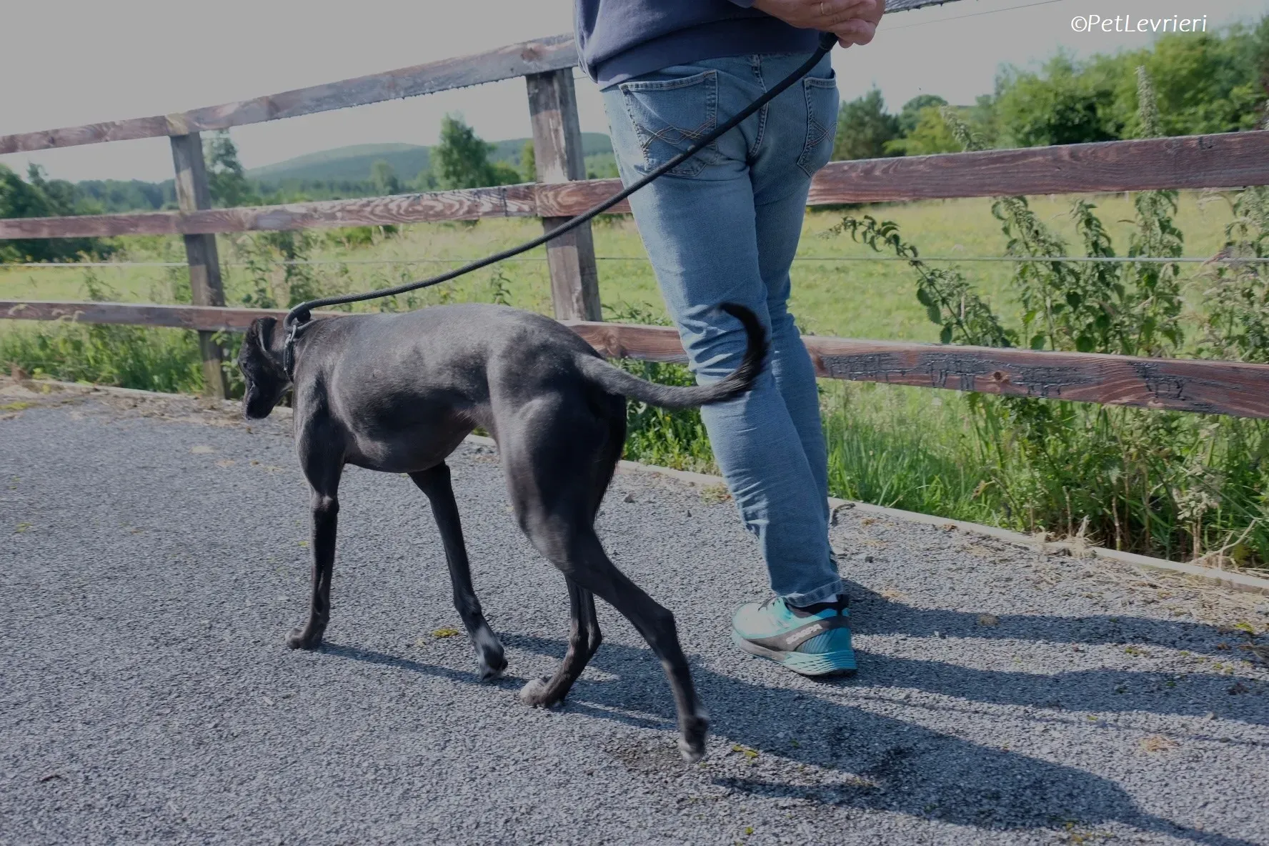 Wallis adozione levrieri greyhound 29