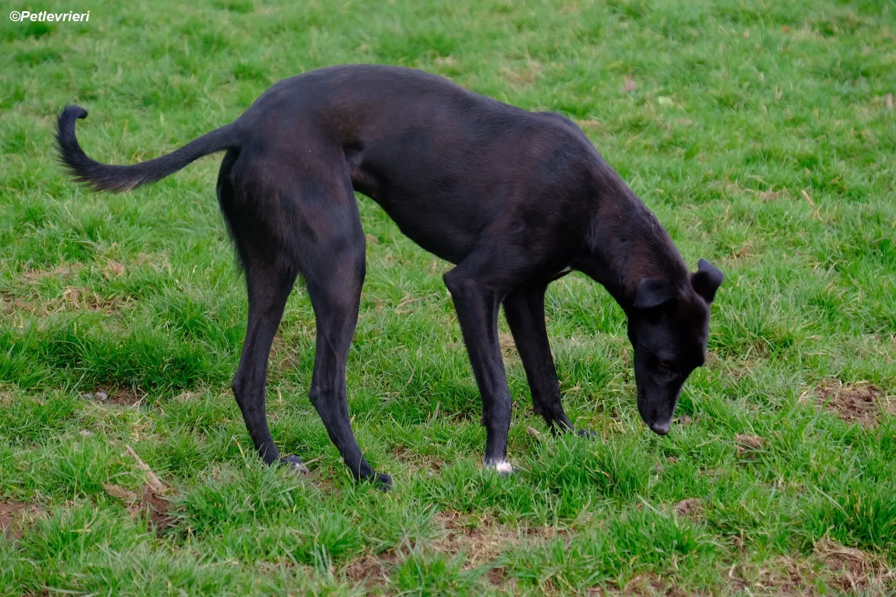 Wallis adozione levrieri greyhound 3