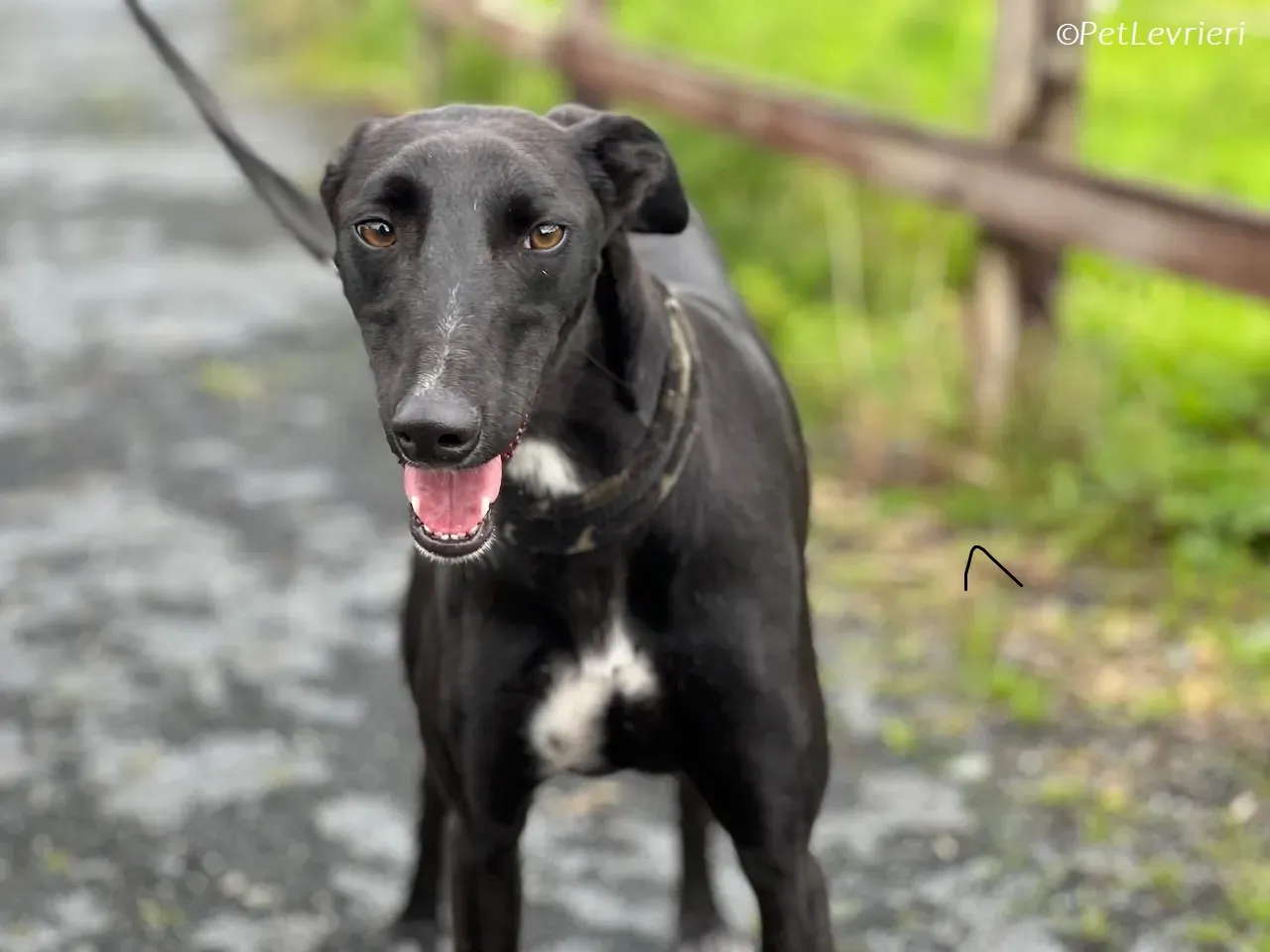 Wallis adozione levrieri greyhound 30 1