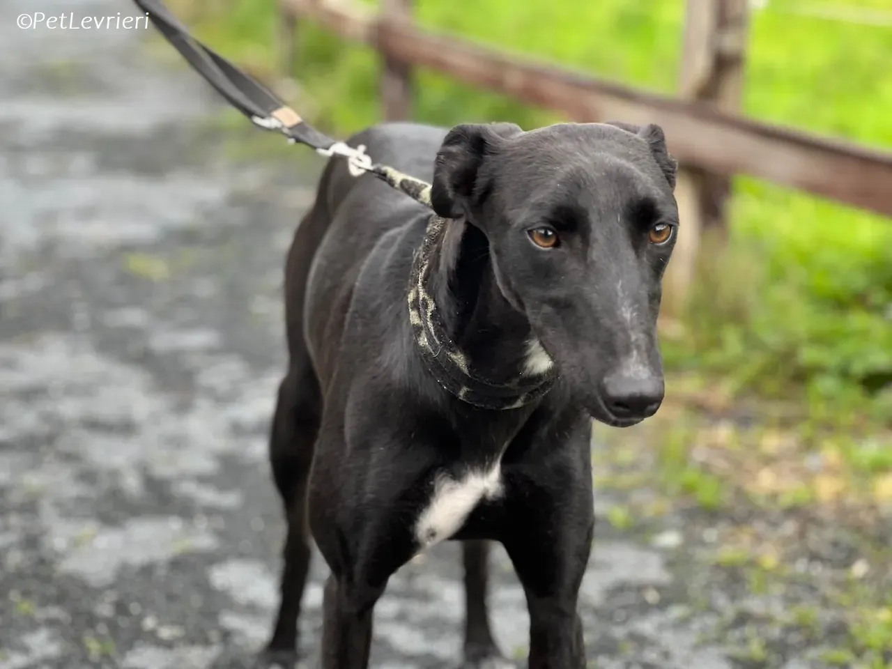 Wallis adozione levrieri greyhound 31 1