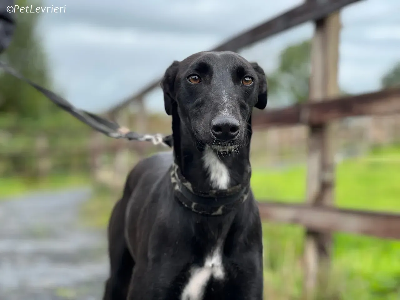 Wallis adozione levrieri greyhound 32 1