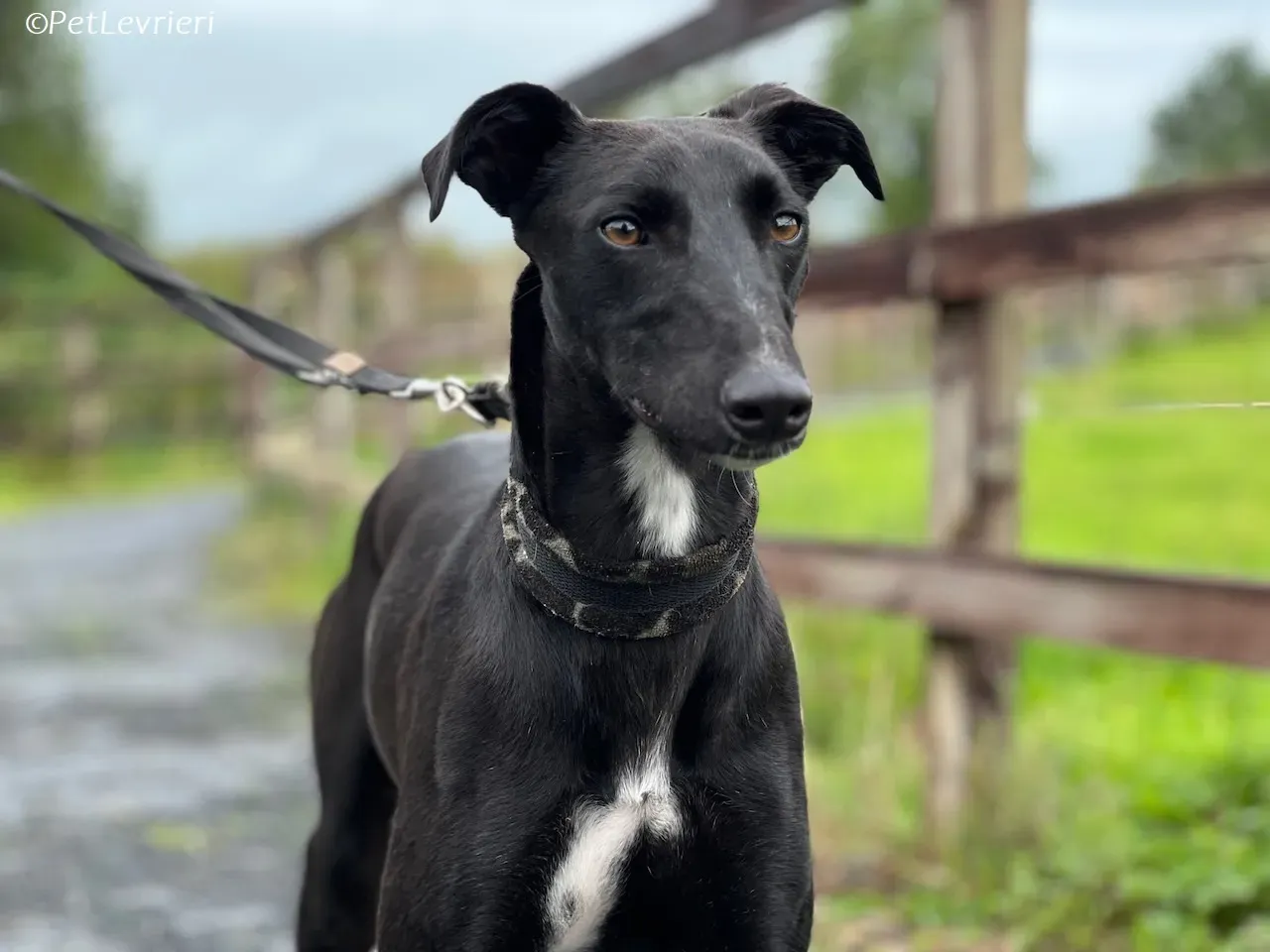 Wallis adozione levrieri greyhound 33 1