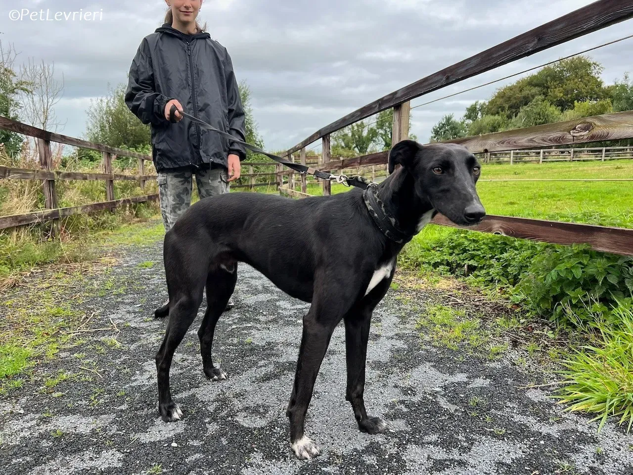 Wallis adozione levrieri greyhound 34 1