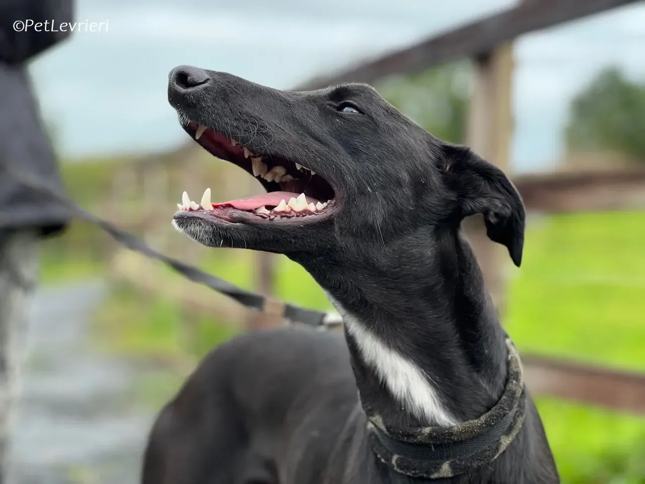 Wallis adozione levrieri greyhound 35 1