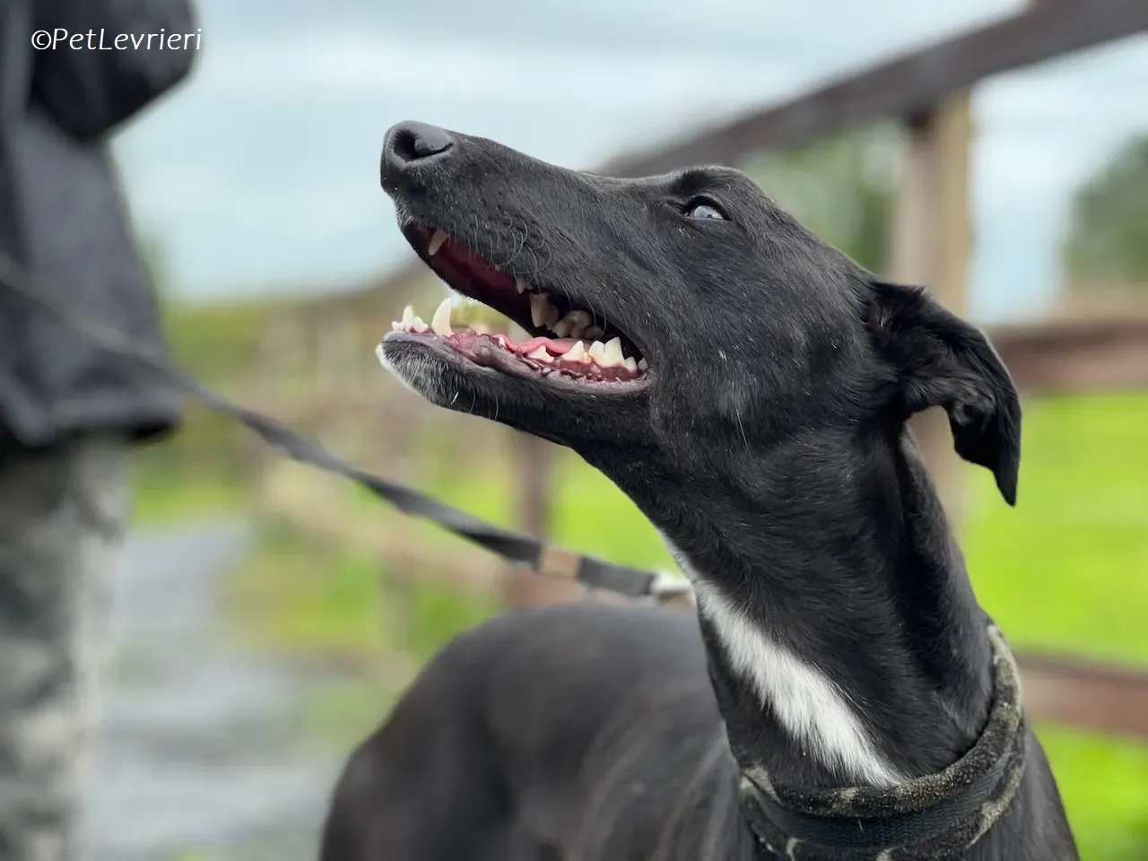 Wallis adozione levrieri greyhound 36 1