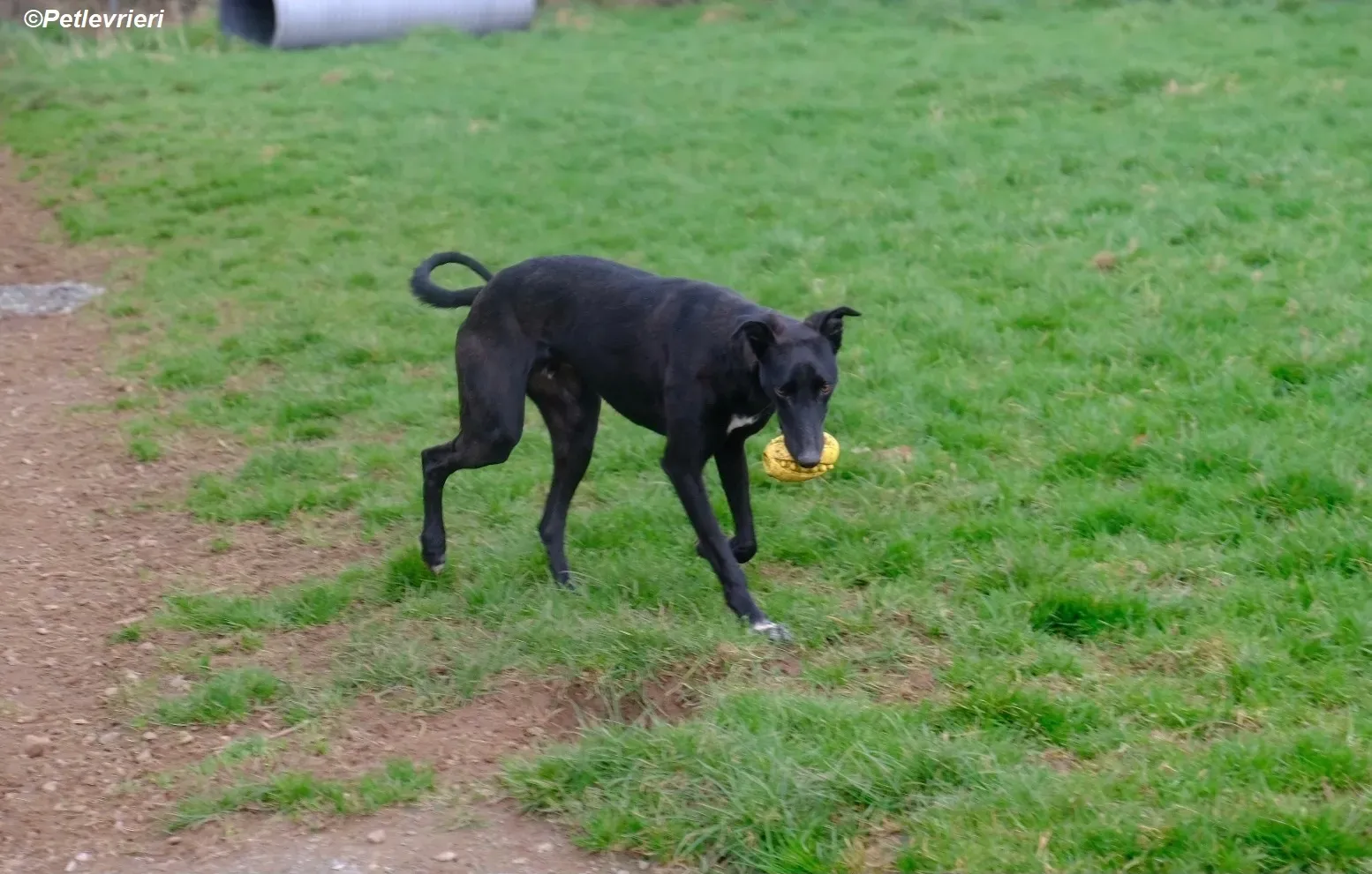 Wallis adozione levrieri greyhound 4