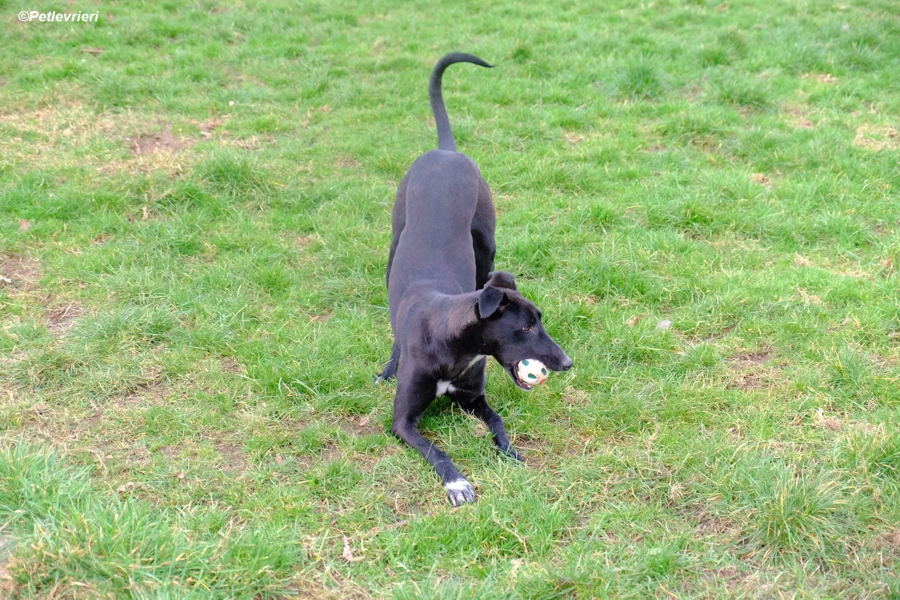 Wallis adozione levrieri greyhound 5