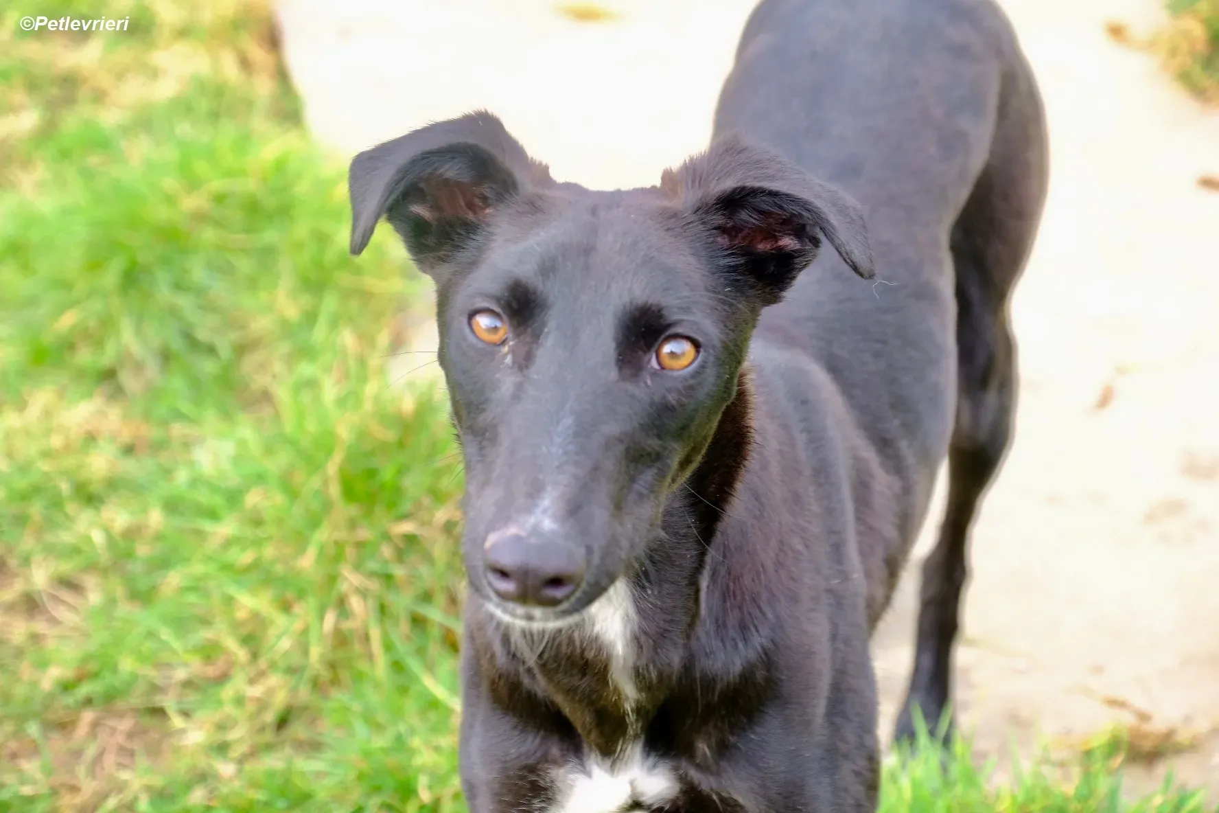 Wallis adozione levrieri greyhound 6