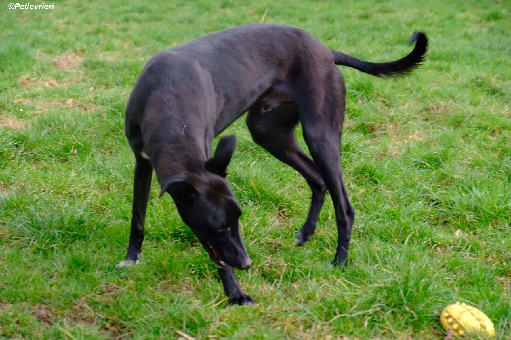 Wallis adozione levrieri greyhound 7