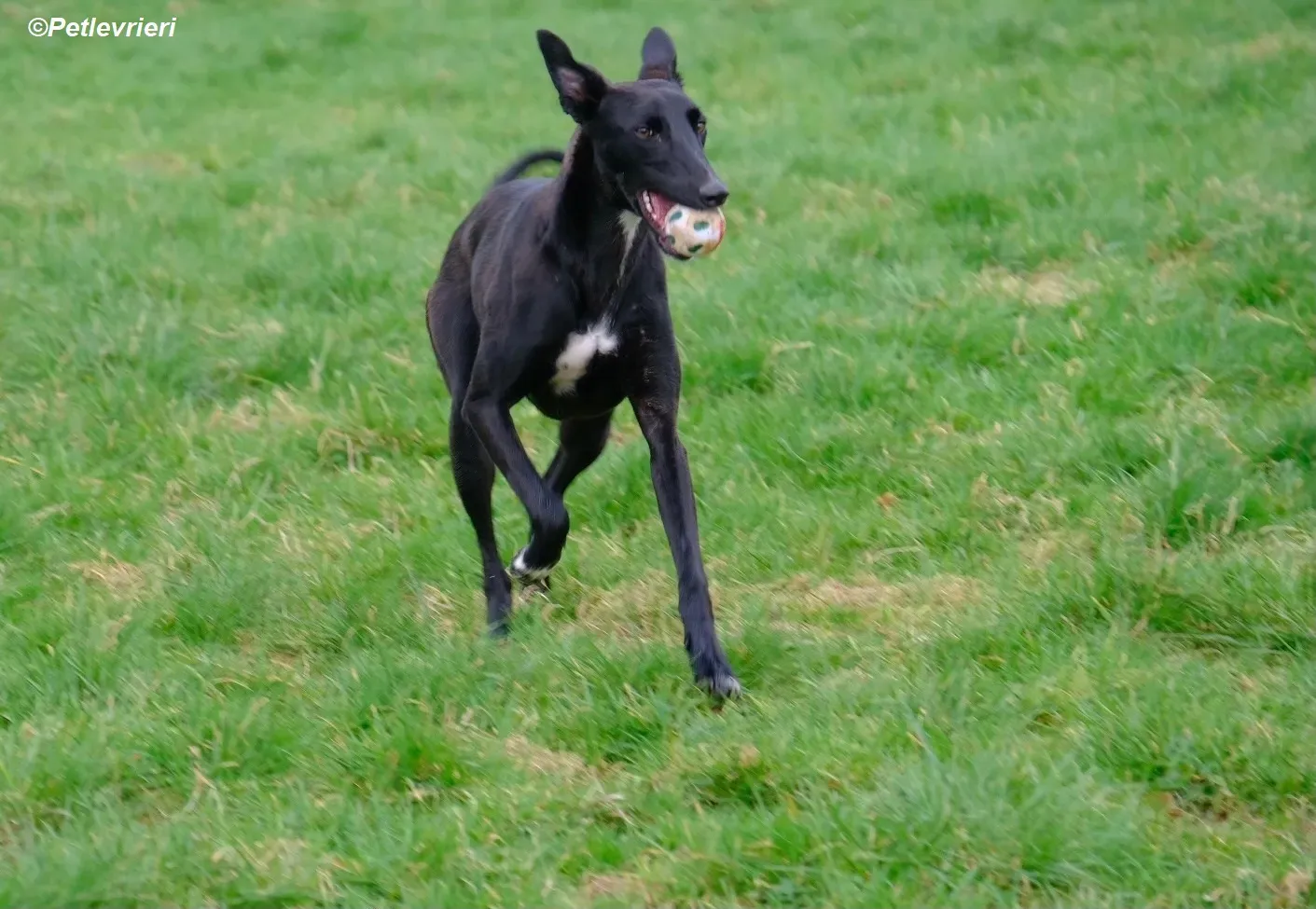 Wallis adozione levrieri greyhound 8