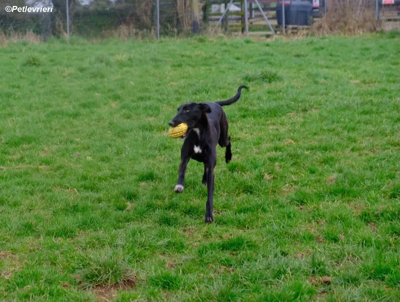 Wallis adozione levrieri greyhound 9