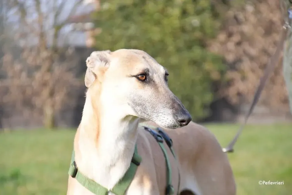 Walter galgo adozione levrieri foster 10