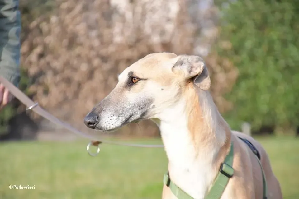 Walter galgo adozione levrieri foster 11