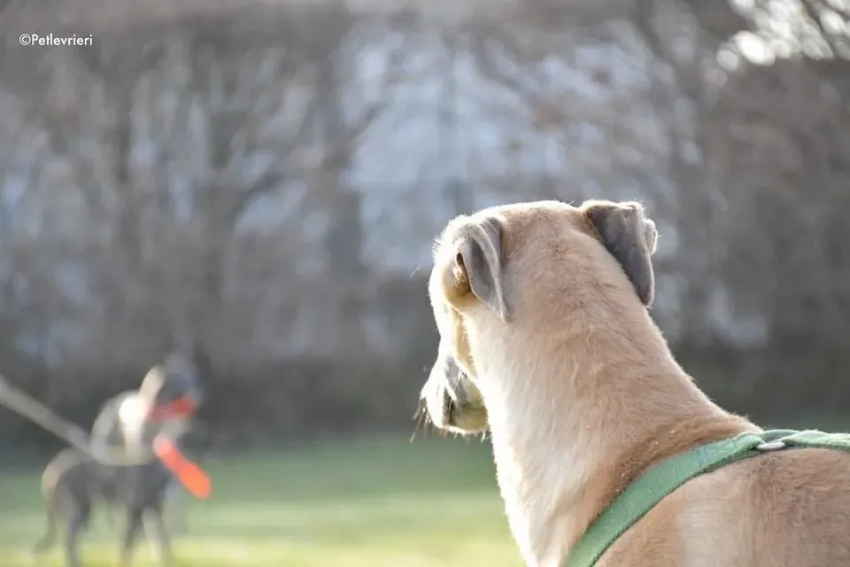Walter galgo adozione levrieri foster 12