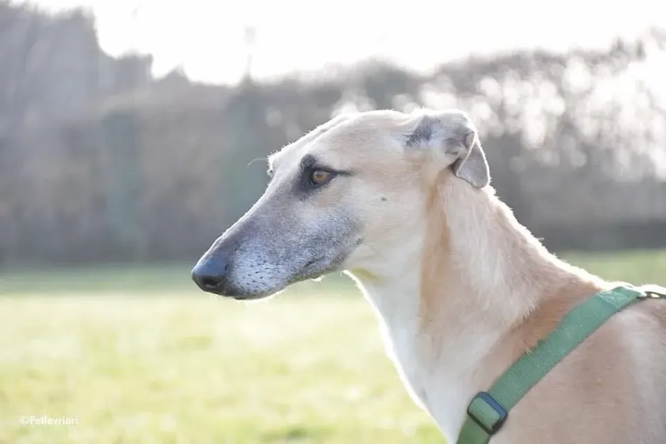 Walter galgo adozione levrieri foster 13