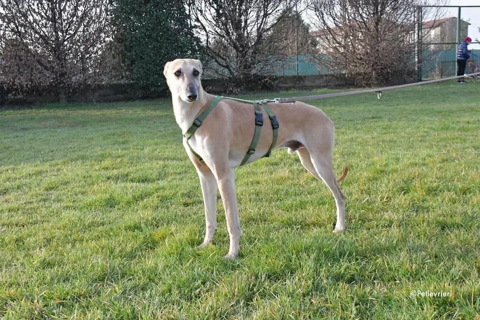 Walter galgo adozione levrieri foster 14