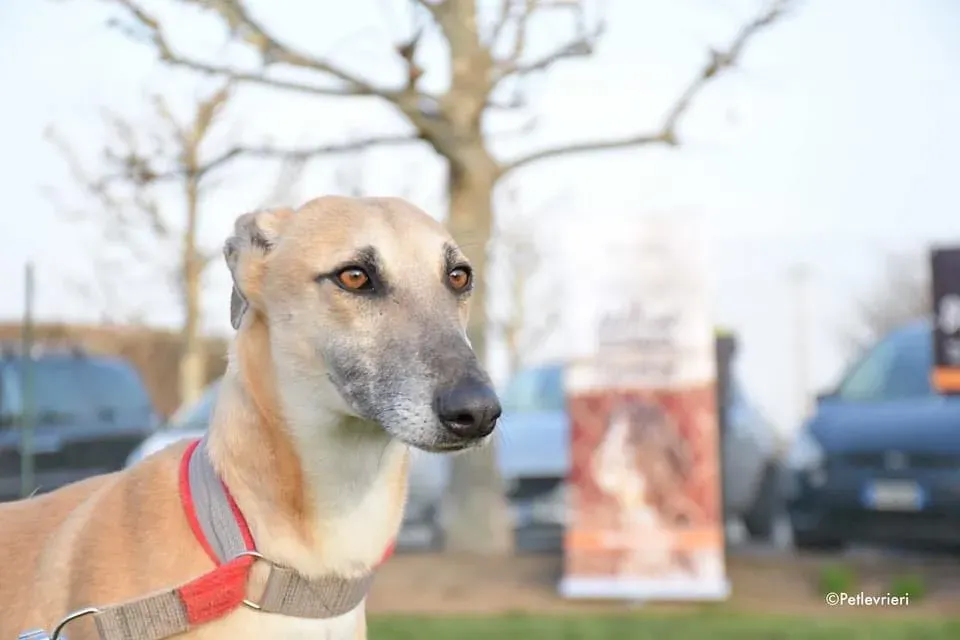 Walter galgo adozione levrieri foster 15