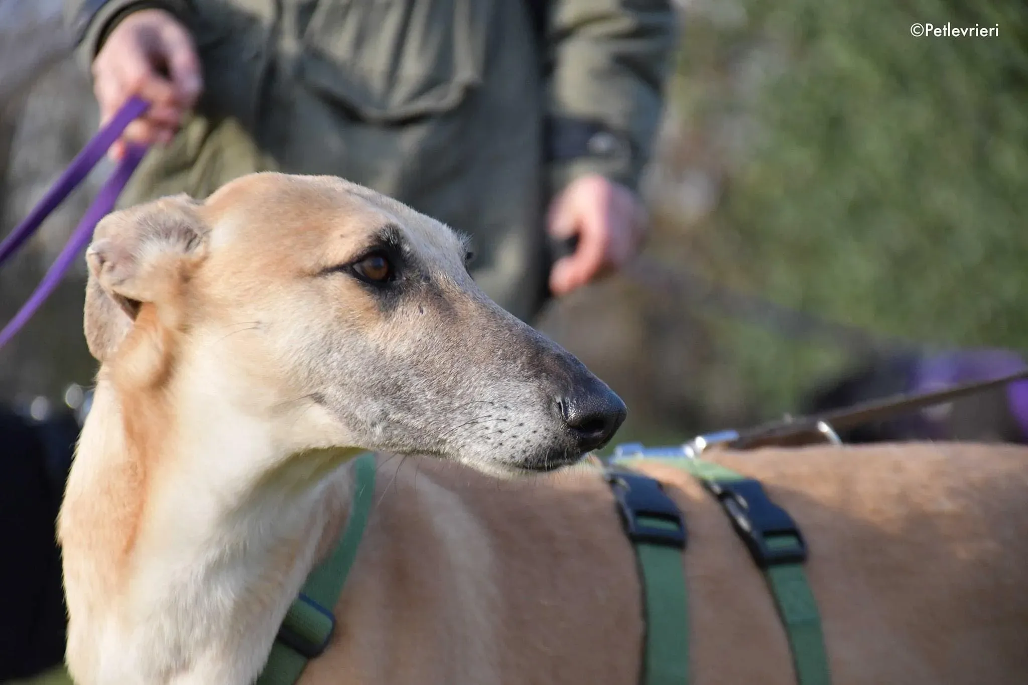 Walter galgo adozione levrieri foster 2