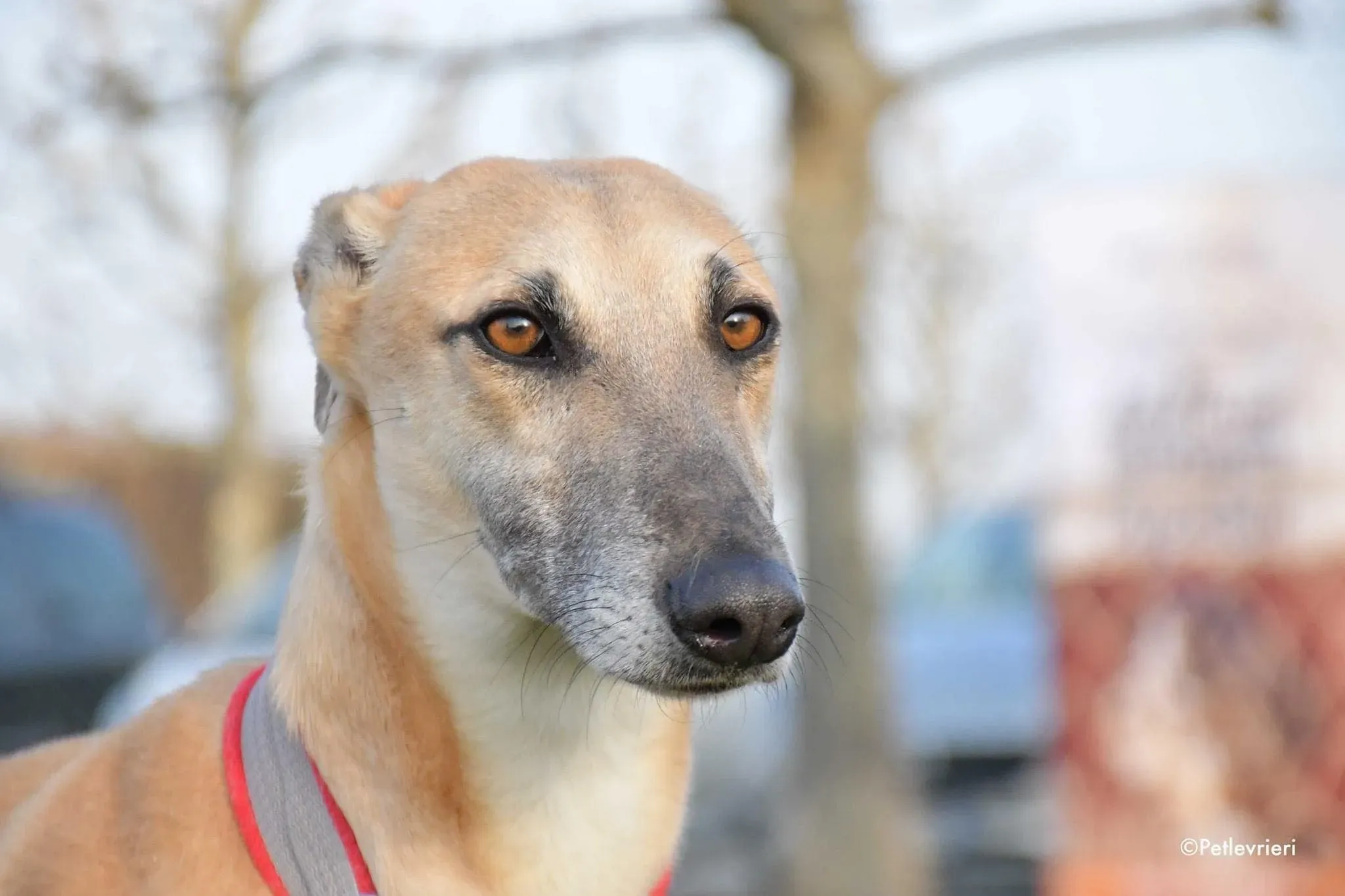 Walter galgo adozione levrieri foster 3