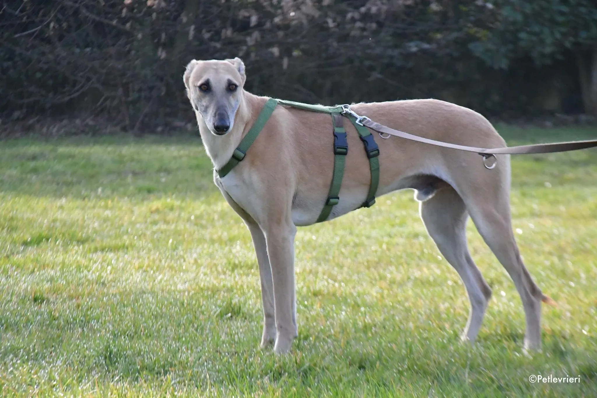 Walter galgo adozione levrieri foster 5