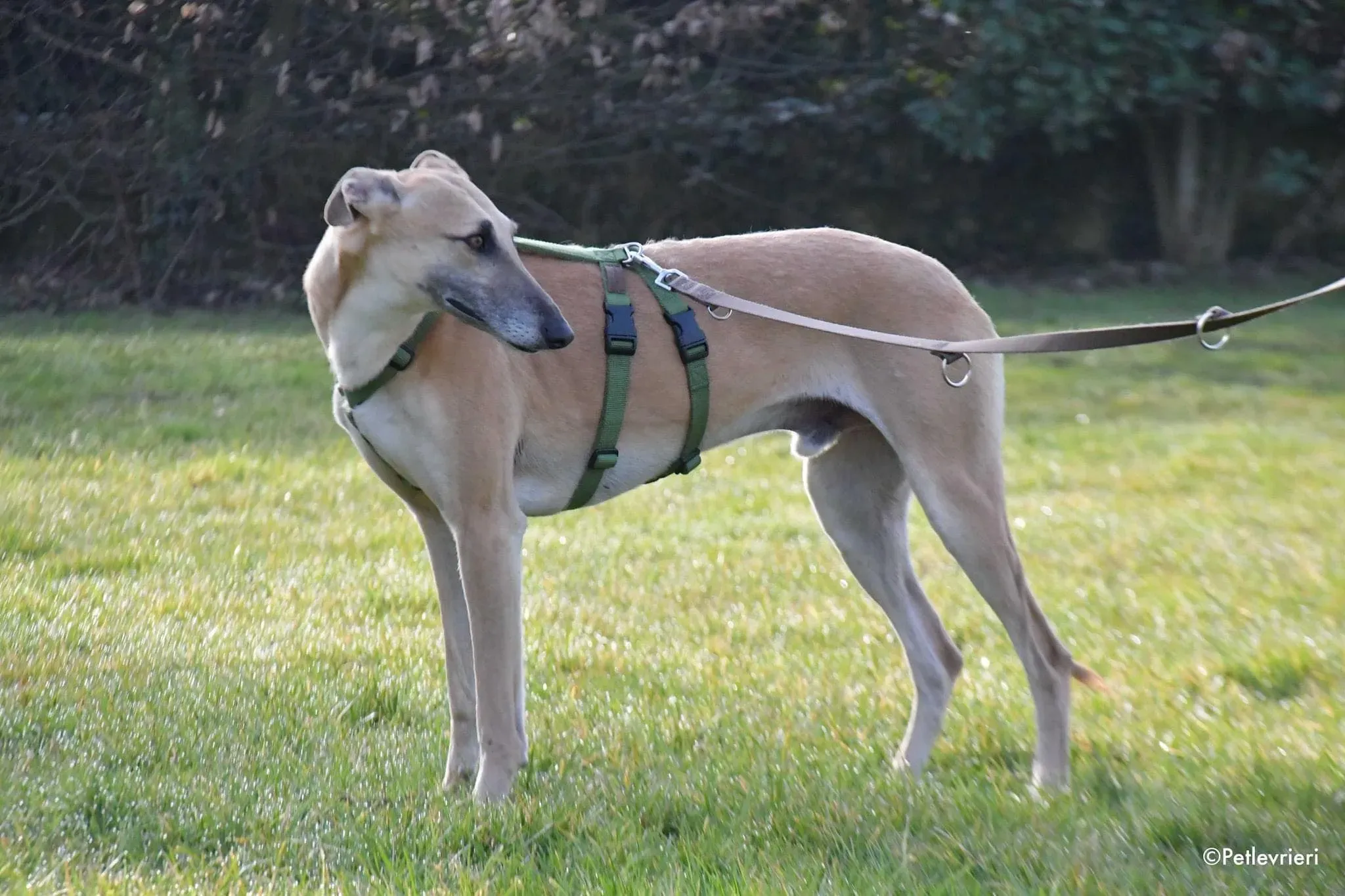 Walter galgo adozione levrieri foster 6