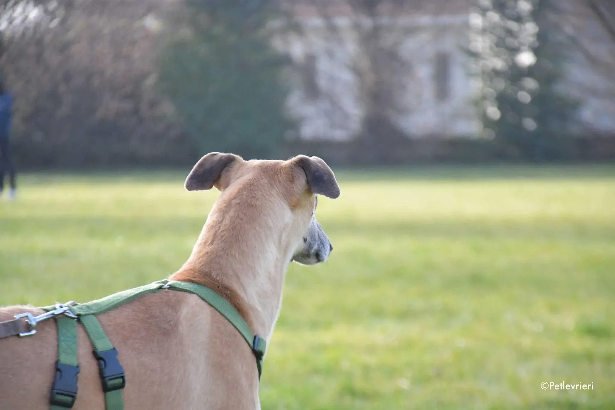 Walter galgo adozione levrieri foster 7