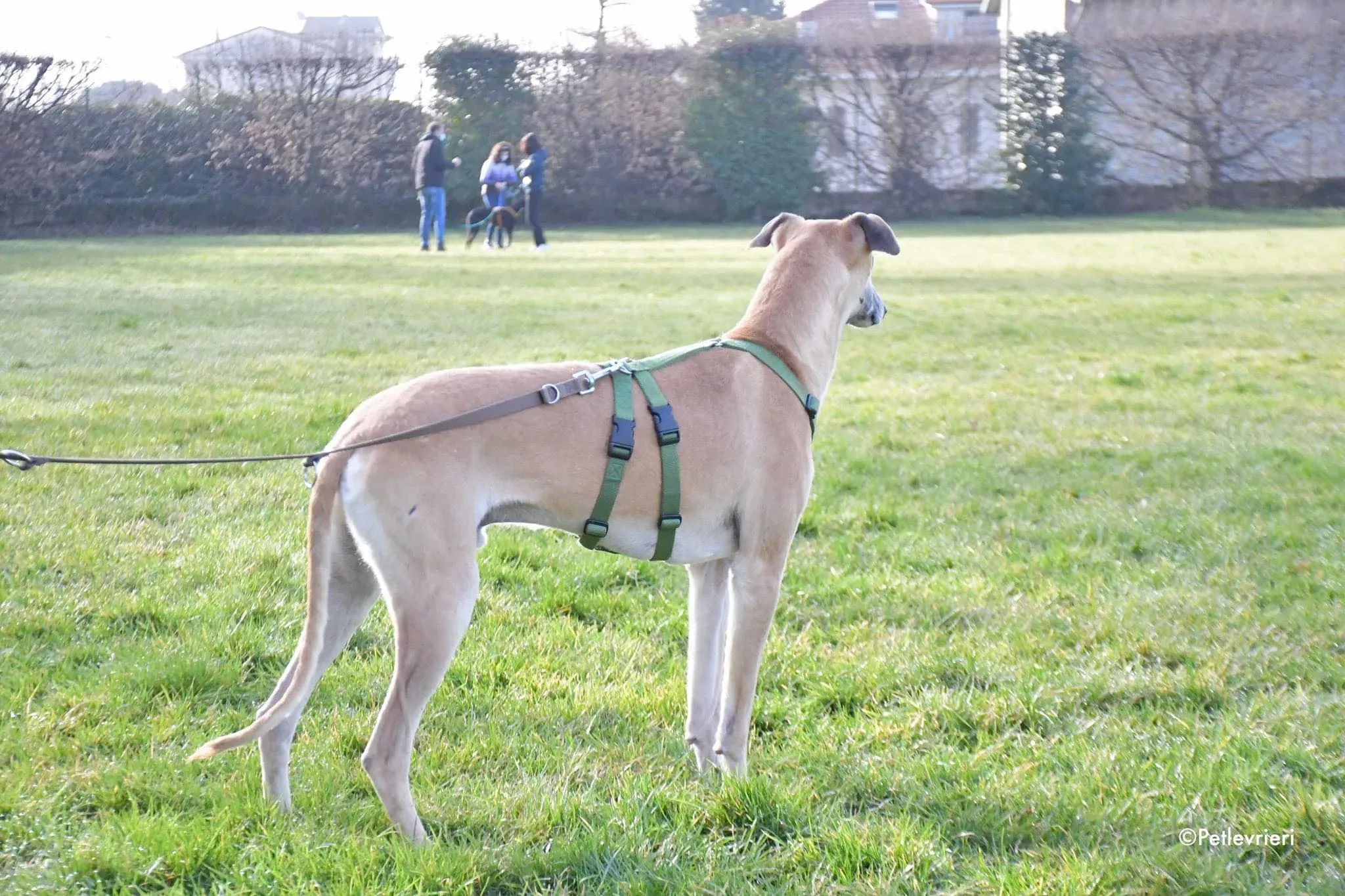 Walter galgo adozione levrieri foster 8