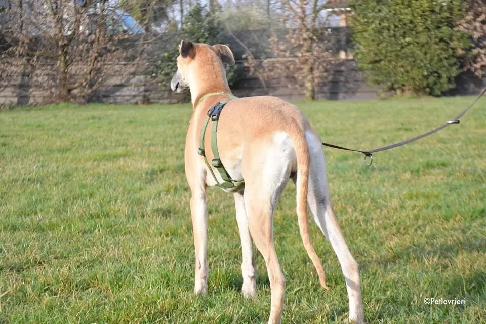 Walter galgo adozione levrieri foster 9