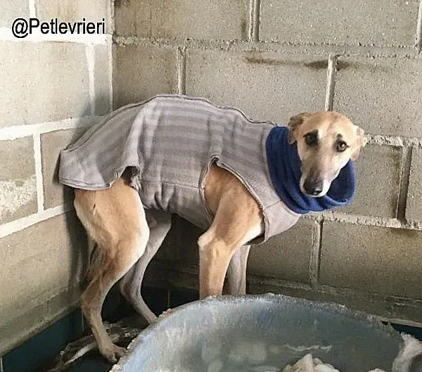 Walter8178 adozione levrieri galgo 1