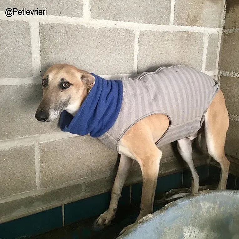 Walter8178 adozione levrieri galgo 2