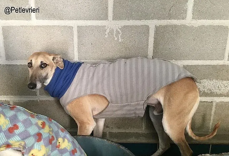 Walter8178 adozione levrieri galgo 3